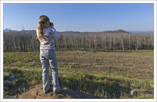 Саша предположительно разглядела медведя в бинокль.