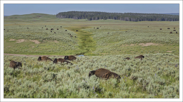Лежбище бизонов в долине Lamar.