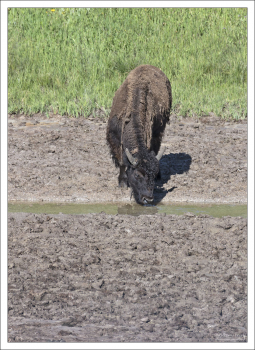 Молодой бизон на водопое.