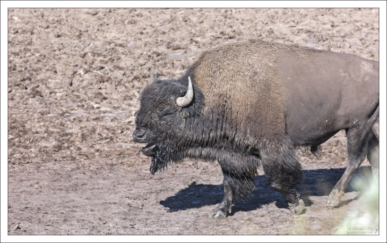 Самые распространенные звуки, которые издает бизон, это: фырканье, кашель, рев и кряхтение. Или всё вместе :)