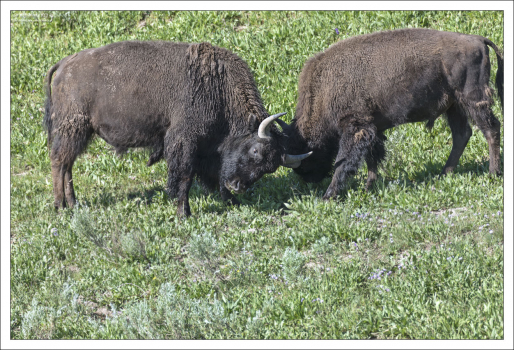 Молодые бизоны испытывают свои лбы на прочность.