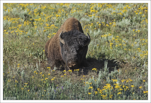 Бизоний эстет в цветочках.