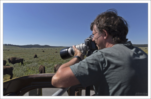 Фотоохота на бизонов из долины Hayden Valley.