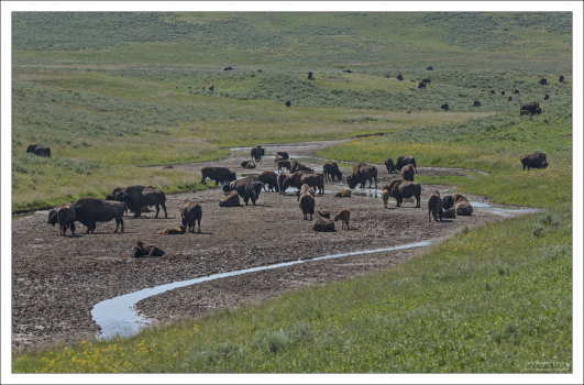Хайден-Вэлли - это большая субальпийская долина в Йеллоустонском национальном парке. Долина известна как одно из лучших мест для наблюдения за дикой природой.
