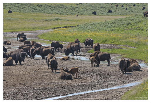 Самки бизонов с малышами отдыхают на своеобразном пляже.