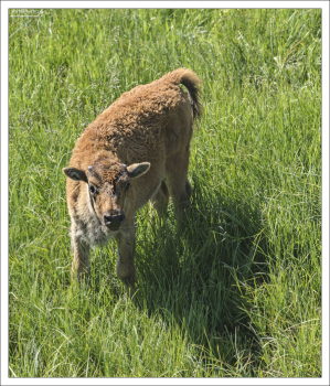 Бизоний малыш решил поближе познакомиться.