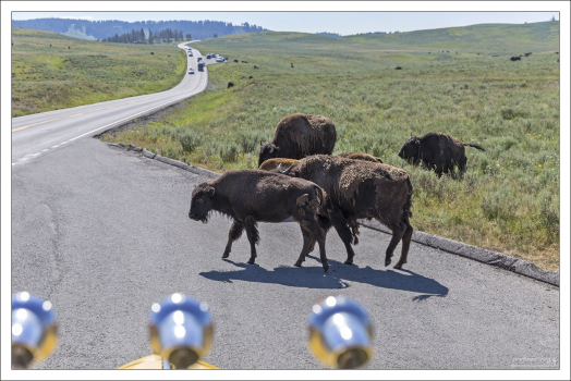 Выпадение старой шерсти у бизонов начинается весной. Но у многих животных в середине лета всё еще остаются рваные участки старой шерсти более светлого цвета, особенно на плечах и спине.