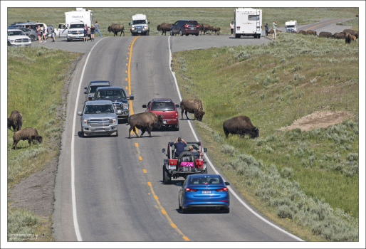- Почему бизон переходит дорогу?
- Потому что может!