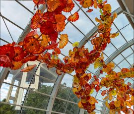 Flower of the Glass house – Цветок Стеклянного дома.