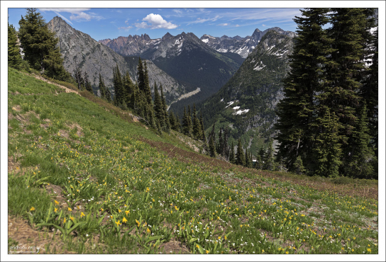 Альпийский луг в Северных Каскадах.