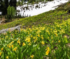 Поле Ледниковых лилий (Glacier Lily).