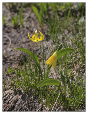 Стебель Ледниковой лилии может достигать 30 см в высоту.