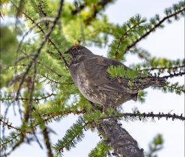 Самец лесного тетерева (Sooty grouse).