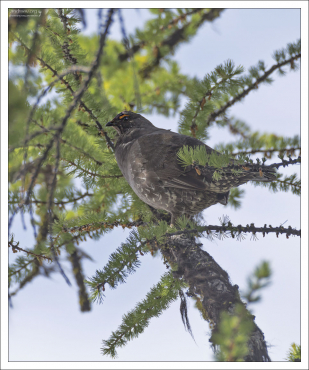 Самец лесного тетерева (Sooty grouse).