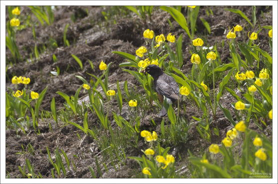 Странствующий дрозд (American robin) поймал червяка на лугу с ледниковыми лилиями.