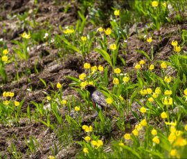 Странствующий дрозд (American robin) поймал червяка на лугу с ледниковыми лилиями.