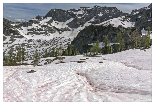 Данный вид зеленых водорослей содержит вторичный красный каротиноидный пигмент (астаксантин) в дополнение к хлорофиллу.