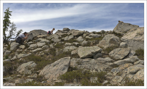 Затаившийся на камне мармот.