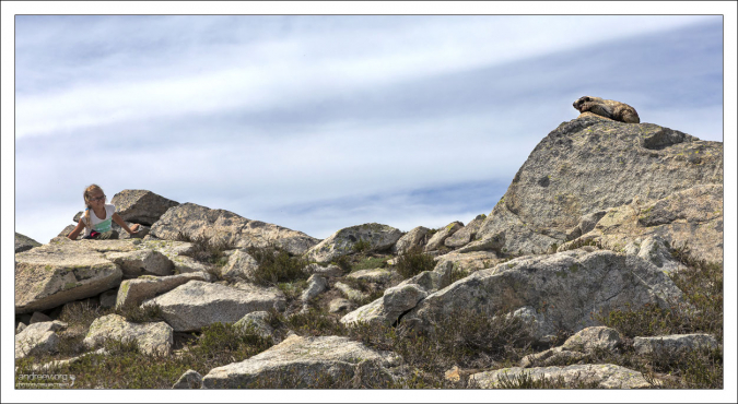 Седой сурок играет с Сашей в гляделки :) "Седой" не по цвету, а по названию вида - Hoary marmot.