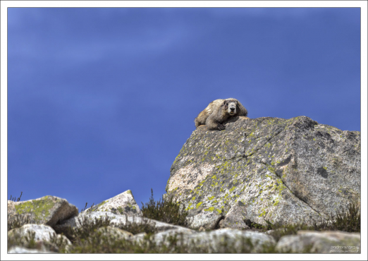 Сурок-мармот издалека похож на маленького медвежонка.