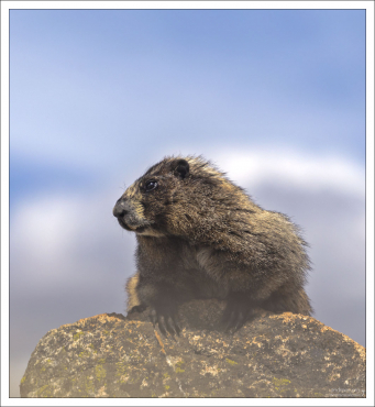 Сурки имеют длинный покровный волос,
который обеспечивает большую часть видимого цвета,
и плотный, мягкий подшёрсток,
обеспечивающий теплоизоляцию.