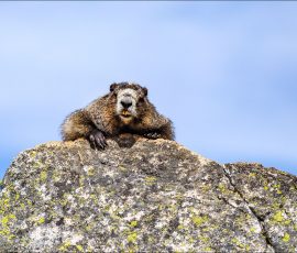 Седые сурки часто греются на солнце на скалах в первой половине дня.