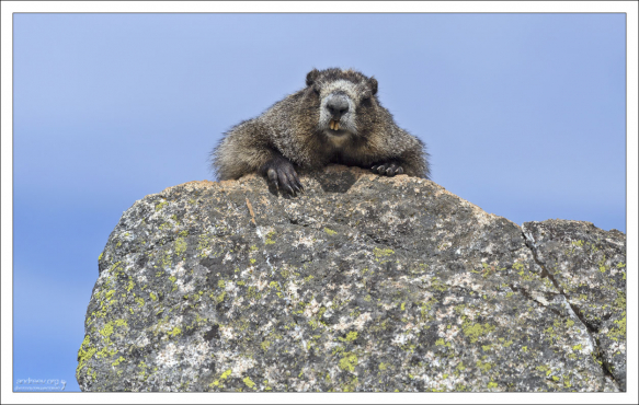 Седые сурки часто греются на солнце на скалах в первой половине дня.