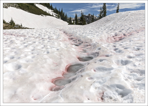 В отличие от большинства видов пресноводных водорослей,
этот "арбузный" вид криофилен (холодолюбив)
и хорошо себя чувствует в ледяной воде.