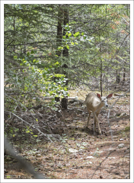 Один из потомков белого оленя,
которого инженер J.D.Ross
поселил на острове в озере Diablo.
