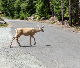 Белый олень переходит дорогу в парке North Cascades National Park.