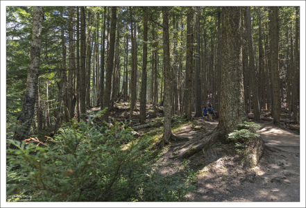 7-километровая тропа Avalanche Lake trail в национальном парке Глейшер, Монтана.