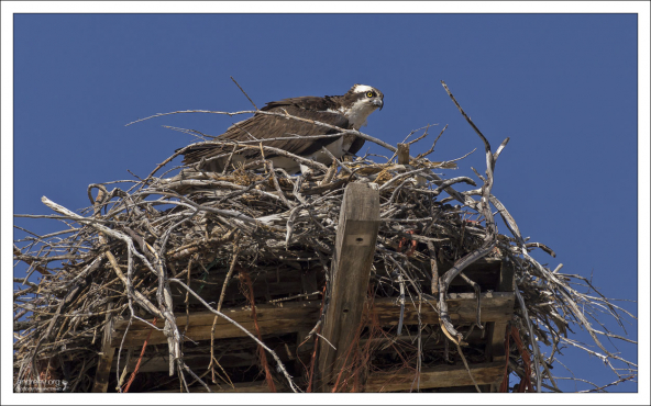 Скопа (водный ястреб) в гнезде в парке
Steamboat Rock State Park.