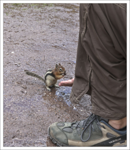 Бурундуки возле Лавинного озера совсем не боятся людей.