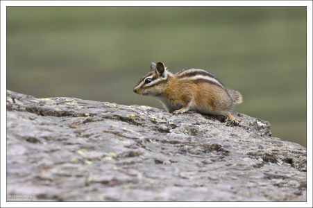 Сосновый бурундук (Yellow-pine chipmunk) - вид грызунов семейства беличьих.
Видовое название (лат. Neotamias amoenus) означает «прелестный».