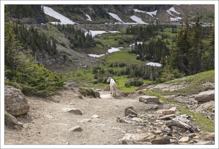 Самец Снежной козы на перевале Логан в Монтане.