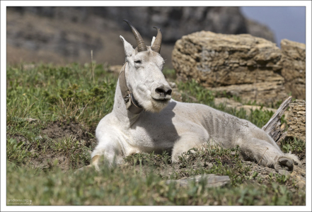 Снежная коза встречается на западе Северной Америки. Основной ареал в США — горные массивы штатов Айдахо, Монтана и юго-восточная Аляска.
Питается травами и лишайниками, хорошо переносит морозы до −40°С.
По приблизительным оценкам биологов общая численность снежных коз в настоящее время составляет от 80 000 до 119 000 особей.