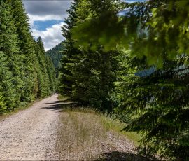 Велосипедная грунтовка через сосновый лес.