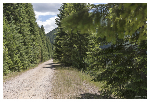 Велосипедная грунтовка через сосновый лес.