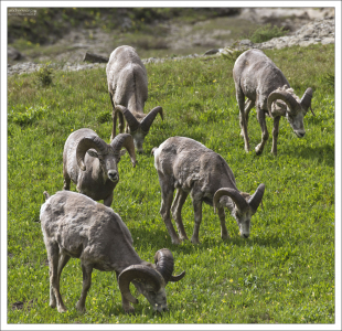 Толстороги имеют довольно плотное и мощное телосложение, с невысокими и сильными конечностями,
толстой, короткой шеей, небольшой головой
и слабо выступающим из меха хвостом.