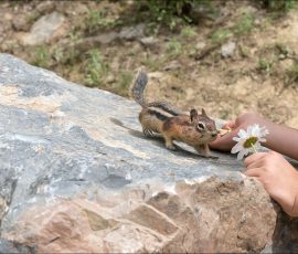 Бурундук с запасом семечек за щеками.