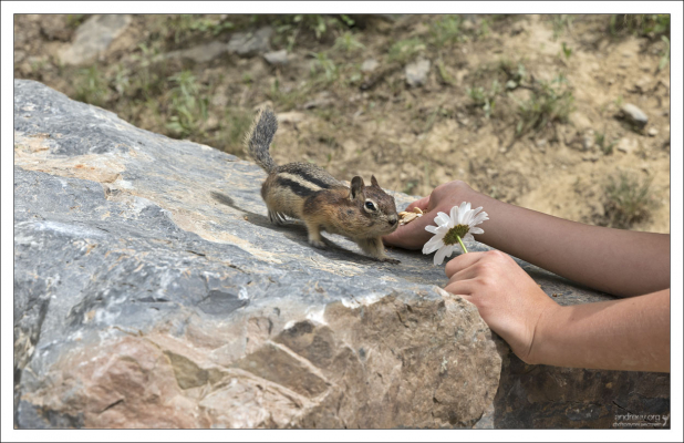 Бурундук с запасом семечек за щеками.