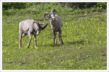 Толстороги пасутся в светлое время суток, их пищу составляют травянистые растения.