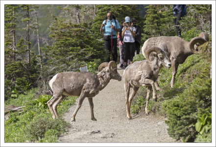 Группа толсторогов переходит тропу в национальном парке Glacier в Монтане.