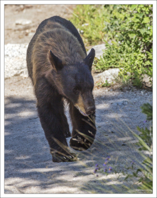 Медвежья походка.