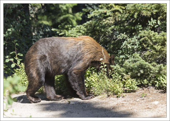 Молодой черный медведь (стадия brown-phase black bear) начинает обрастать взрослой шерстью.