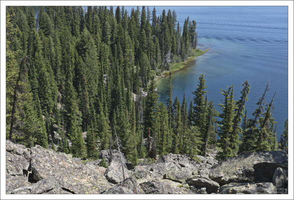 Елово-пихтовый лес на склонах озера Jenny.