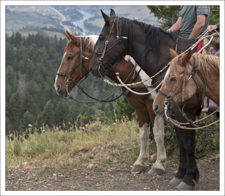 Три богатыря.