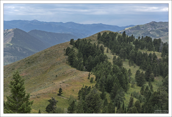 Основные виды деревьев, произрастающие на территории леса Бриджер-Титон - сосны, ели и пихты.