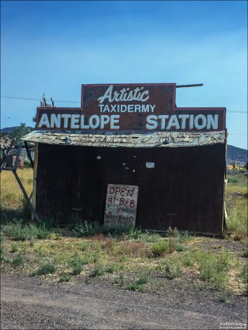 Придорожная реклама лавки по изготовлению чучел.