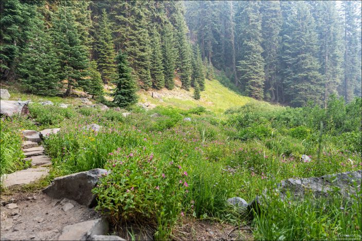 Обилие полевых цветов на лугу Castle Crest Meadow.